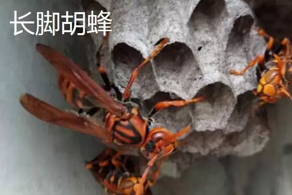 图片[10]-毒蜂的种类，常见以下10种-会东网
