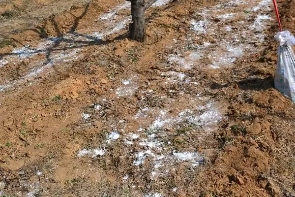 苹果树的叶片变黄如何处理,可采取喷施硫酸亚铁等措施插图7 苹果树的叶片变黄如何处理,可采取喷施硫酸亚铁等措施插图7