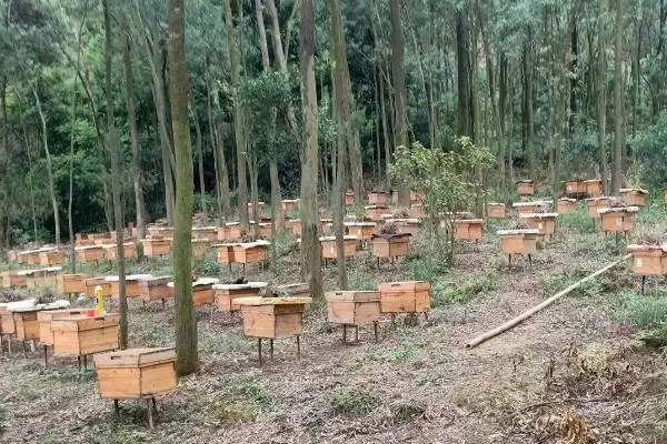 图片[4]-养殖蜜蜂的成本高不高，总投资并不算大-会东网