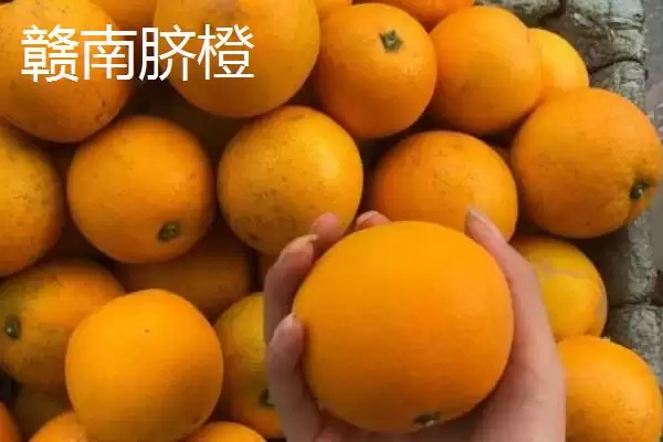 图片[5]-橙子著名产地与品质：赣州作为脐橙主产区的辉煌成就-会东网