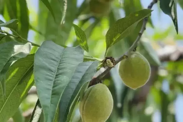 图片[3]-桃树疏花疏果技术？掌握桃树疏花疏果技术要了解哪些操作要点和作用？-会东网