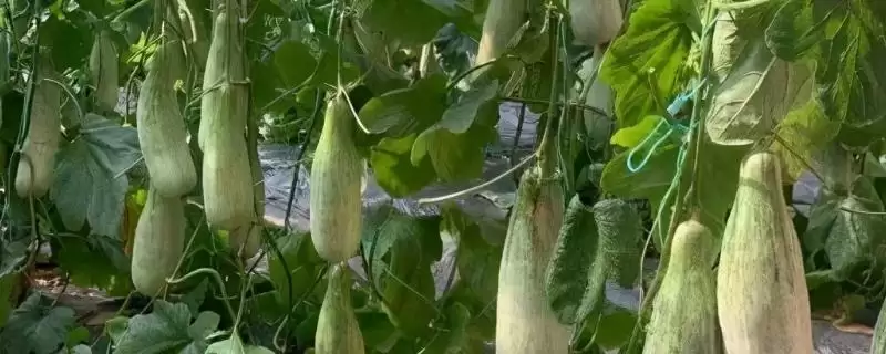 羊角蜜甜瓜坐果后管理方法的方法和重点?羊角蜜甜瓜坐果后管理要做好哪些细节?-会东网