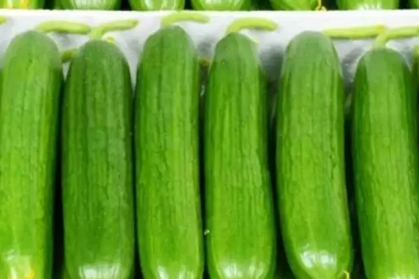 判断水果黄瓜能否生吃的方法和重点?对待水果黄瓜生吃要做好哪些细节?插图4 判断水果黄瓜能否生吃的方法和重点?对待水果黄瓜生吃要做好哪些细节?插图4