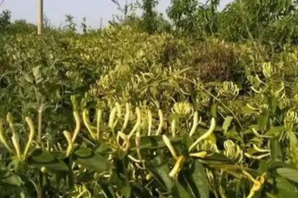 金银花的种植方法 ,金银花可以采用什么方法种植插图1 金银花的种植方法 ,金银花可以采用什么方法种植插图1