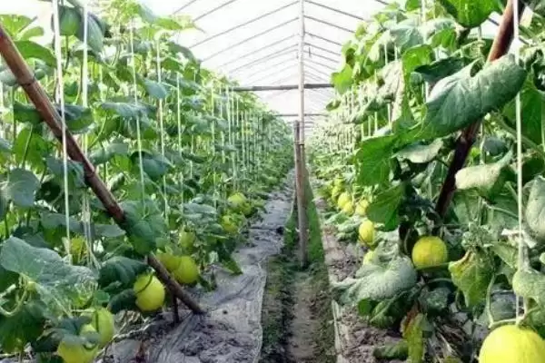 搭架种植香瓜的方法和重点?搭架种香瓜要做好哪些细节?插图2 搭架种植香瓜的方法和重点?搭架种香瓜要做好哪些细节?插图2