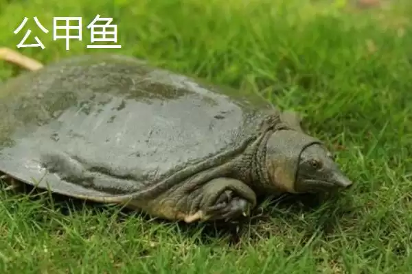图片[3]-清溪花鳖的产地溯源：原产于东苕溪流域的地理优势-会东网