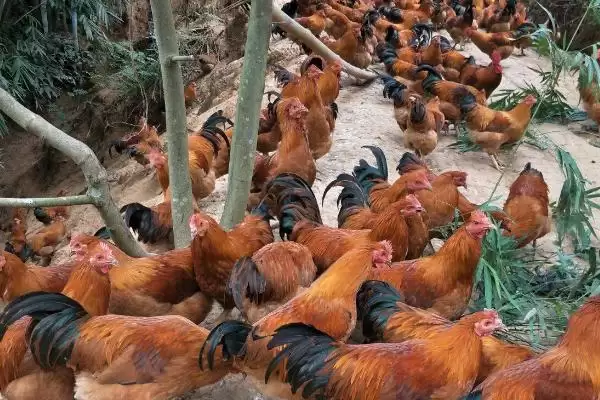 认识土鸡种类特征的方法和重点?养鸡要做好哪些鸡种认知?插图2 认识土鸡种类特征的方法和重点?养鸡要做好哪些鸡种认知?插图2