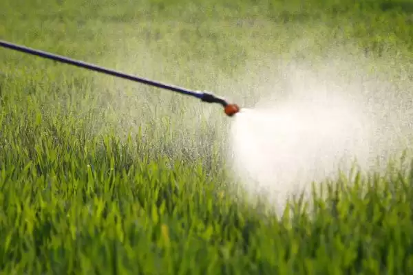 空心菜的种植间距 ,空心菜行株距多少比较合适呢?插图3 空心菜的种植间距 ,空心菜行株距多少比较合适呢?插图3