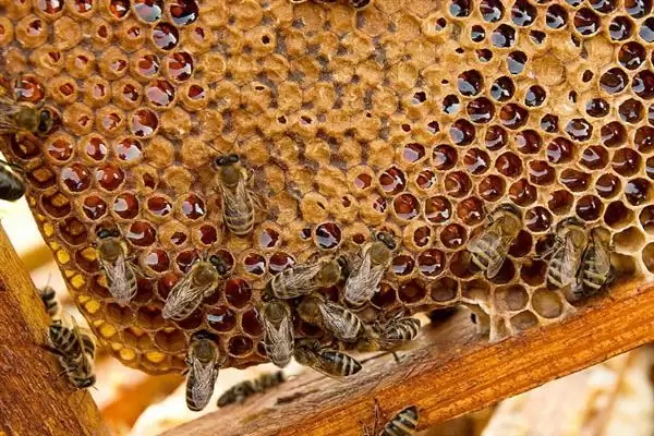 蜂王网购回来后如何介王，关入介王器中并喷洒蜂蜜水、待蜂群接受蜂王后再释放插图6