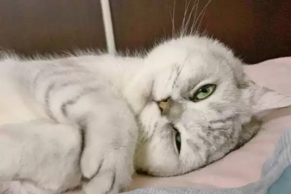 猫睁眼睡觉的原因是什么呢 ,猫睁眼睡觉属于正常的现象插图1