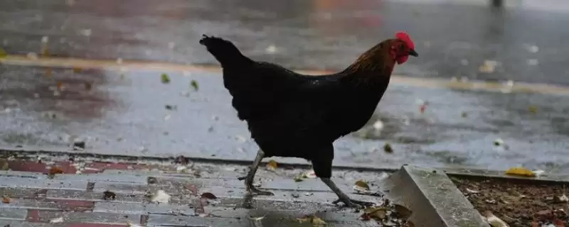 探寻鸡不知躲雨缘由的方法和重点？养鸡要做好哪些习性观察？-会东网