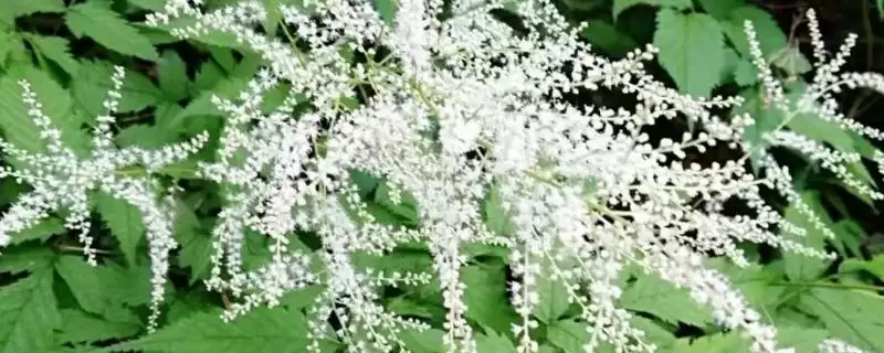 升麻的管理技术?管理升麻要掌握哪些关键的种植管理方法?-会东网