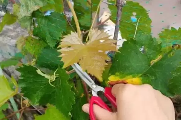 葡萄白粉病症状及防治：叶片卷缩、叶脉变黑的应对方法插图3