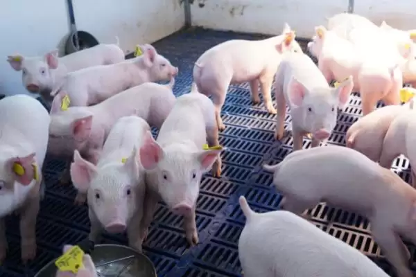 防治猪相关疾病的方法和重点?养猪要做好哪些疫病防控系统细节?插图3 防治猪相关疾病的方法和重点?养猪要做好哪些疫病防控系统细节?插图3