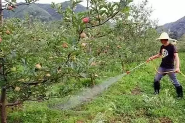 苹果盛果期怎么施肥,以钾肥为主,磷肥为辅插图1 苹果盛果期怎么施肥,以钾肥为主,磷肥为辅插图1