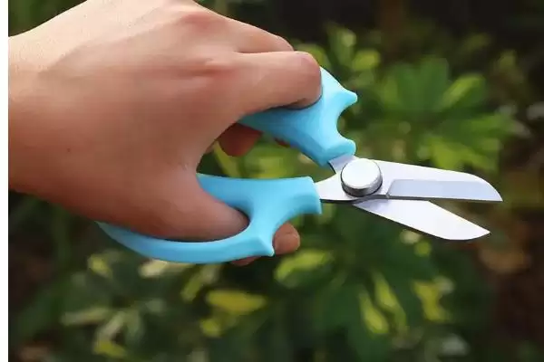 猫眼竹芋要怎么进行养殖呢 ,猫眼竹芋养殖温度保持 20-30℃插图9 猫眼竹芋要怎么进行养殖呢 ,猫眼竹芋养殖温度保持 20-30℃插图9