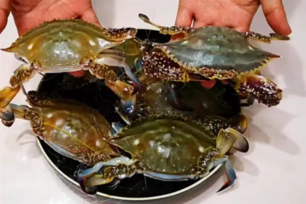 螃蟹价格的波动因素:不同品种价格不同的背后原因插图5 螃蟹价格的波动因素:不同品种价格不同的背后原因插图5