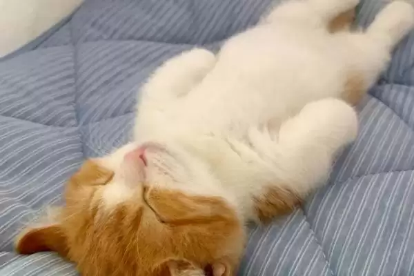 猫咪的睡姿代表了什么含义 ,不同睡姿有不同的意义插图1 猫咪的睡姿代表了什么含义 ,不同睡姿有不同的意义插图1