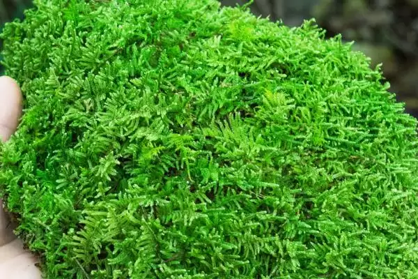 图片[4]-苔藓植物长不高的原因？探究苔藓植物长不高原因要了解哪些植物生理特性？-会东网