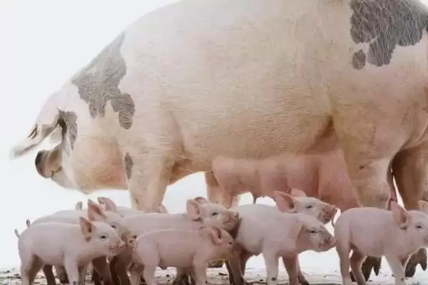 母猪咬小猪是什么原因导致的呢,初产母猪无经验通常会导致咬小猪行为插图1 母猪咬小猪是什么原因导致的呢,初产母猪无经验通常会导致咬小猪行为插图1