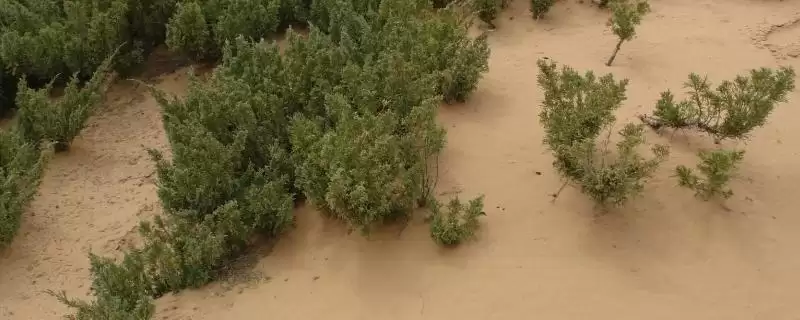 沙漠种树的注意事项？在沙漠种树要遵循哪些重要的种植注意事项？-会东网