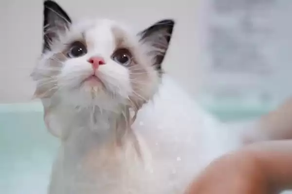 猫咪冬天掉毛厉害如何处理 ,猫咪冬天掉毛可多梳理毛发插图4 猫咪冬天掉毛厉害如何处理 ,猫咪冬天掉毛可多梳理毛发插图4