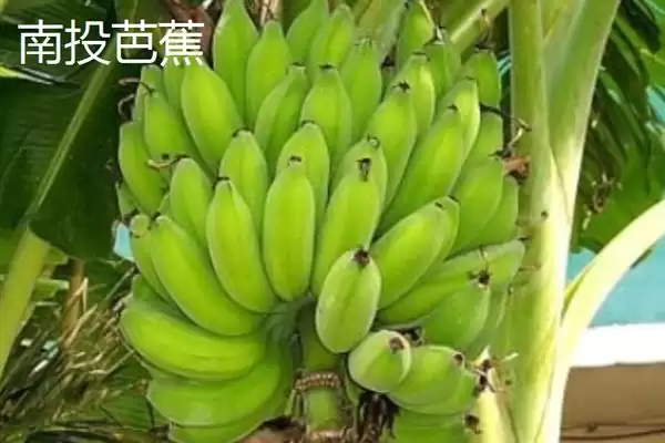 图片[17]-台湾香蕉的主要栽培品种，常见的有李林蕉、玫瑰蕉、旦蕉等-会东网