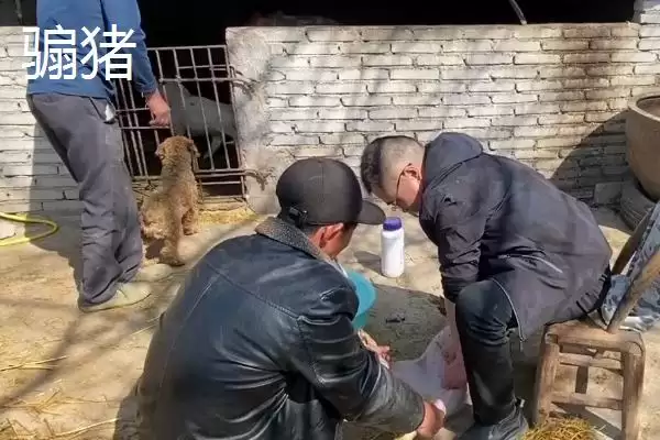 劁猪和骟猪的区别剖析：手术部位不同的本质差异插图2