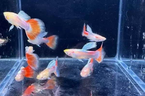 图片[6]-孔雀鱼对氧气的需求 ,孔雀鱼在什么密度下需开氧气？-会东网