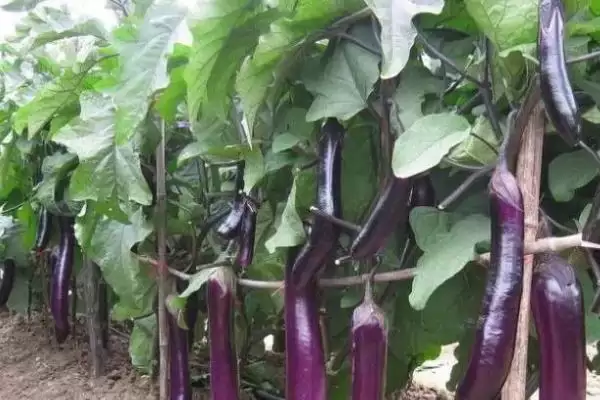 茄子喜阳特性揭秘：喜阳植物的生长习性插图1