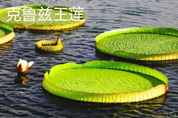 图片[4]-王莲能坐人吗？判断王莲能否坐人要考虑哪些植物结构和生长因素？-会东网