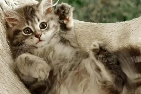 猫得猫癣的原因是什么 ,猫得猫癣一般因何感染插图2