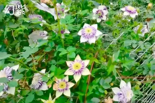 图片[8]-铁线莲的花语？了解铁线莲花语要探究哪些文化象征和寓意内涵要点？-会东网