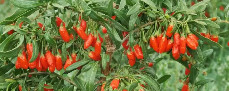 宁夏九大重点特色产业探秘：中国枸杞之乡的辉煌之路-会东网