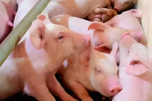 识别新生仔猪正常粪便状态的方法和重点?养猪要做好哪些健康观察细节?插图2 识别新生仔猪正常粪便状态的方法和重点?养猪要做好哪些健康观察细节?插图2