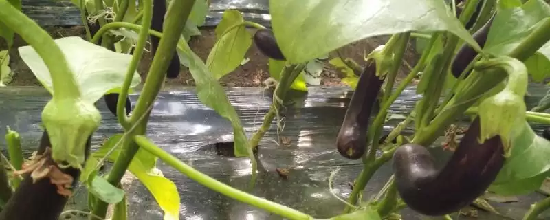 茄子长弯原因剖析:点花或温度问题等的影响-会东网