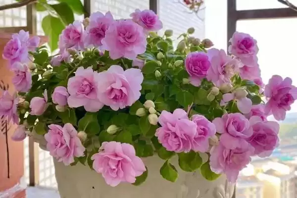 图片[3]-水梅花怎么养？养殖水梅花要掌握哪些关键的养护方法和要点？-会东网