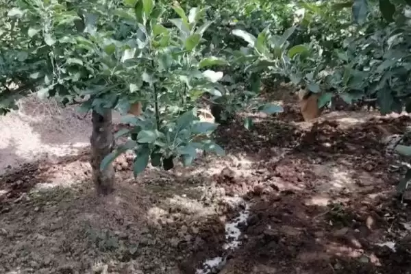 苹果水裂纹发生原因及防治方法,需对症下药插图2 苹果水裂纹发生原因及防治方法,需对症下药插图2