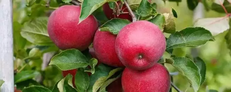 苹果为什么会着色不良以及如何防治，可能是品种差、缺少光照和营养等因素造成-会东网