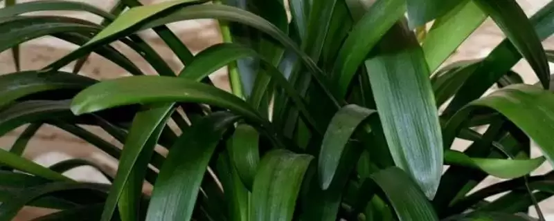 君子兰的耐寒情况 ,君子兰在多少度以下会被冻伤呢?-会东网