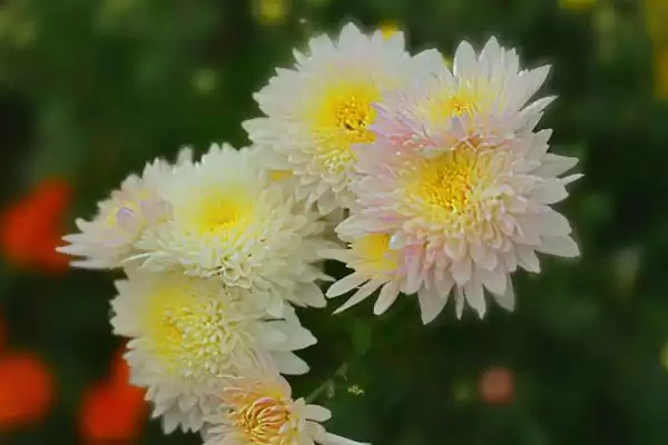 菊花的花色种类 ,菊花的花色具体分为哪些类别呢？插图1