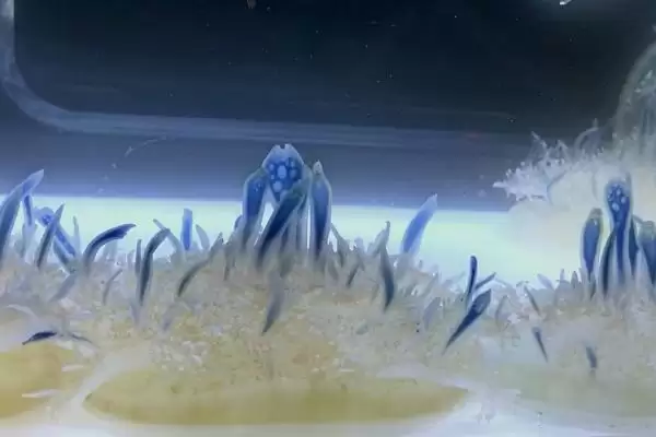 图片[6]-水母常见的品种？认识水母常见品种要了解哪些关键的物种分类和特性？-会东网