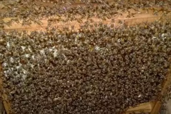 急造王台会不会自然分蜂,二者没有必然联系插图2 急造王台会不会自然分蜂,二者没有必然联系插图2