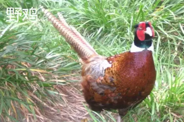 区分原鸡和野鸡的方法和重点?养鸡要做好哪些品种区分工作?插图2 区分原鸡和野鸡的方法和重点?养鸡要做好哪些品种区分工作?插图2