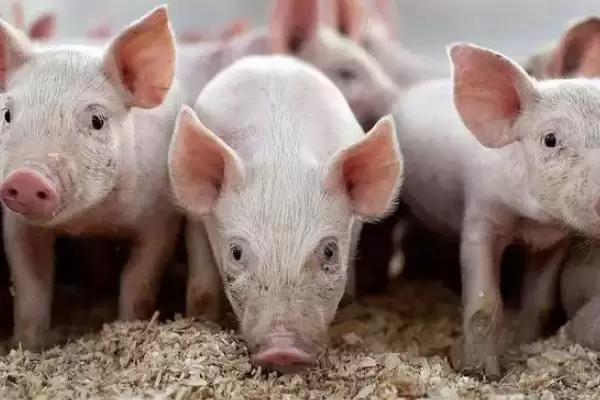 发挥小苏打在养猪中作用的方法和重点？养猪要做好哪些饲料添加细节？插图3