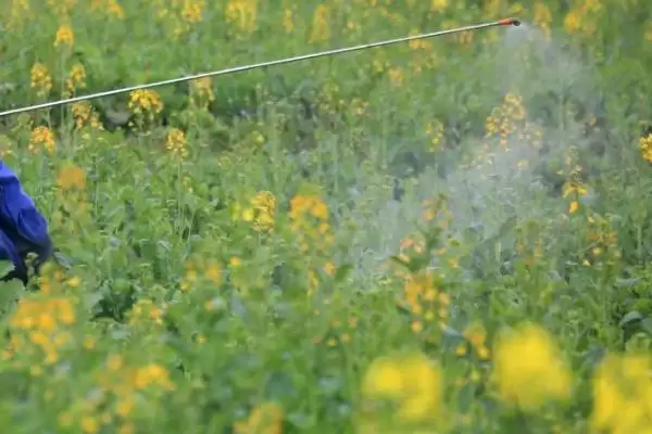 哪种油菜专用肥料比较好,适量追施钾肥效果更佳插图1 哪种油菜专用肥料比较好,适量追施钾肥效果更佳插图1