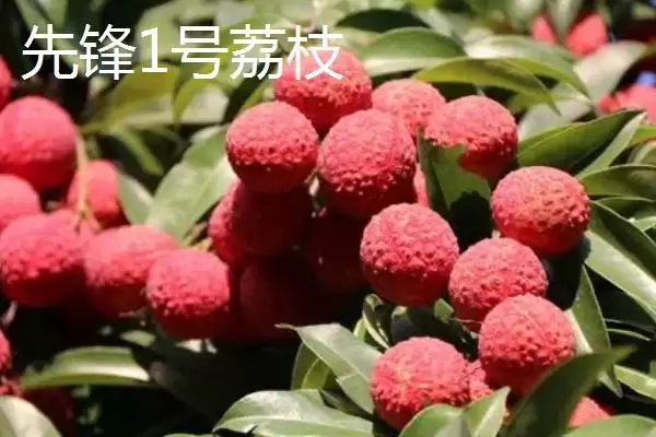 图片[10]-灵山荔枝的品种特点 ,灵山荔枝三月红有何成熟优势？-会东网
