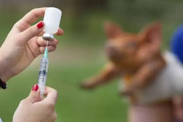 制定养猪防疫表的方法和重点?养猪要做好哪些防疫规划细节?插图2 制定养猪防疫表的方法和重点?养猪要做好哪些防疫规划细节?插图2