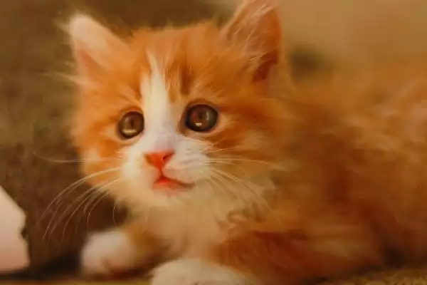 猫咪为什么喜欢抓蟑螂呢 ,昆虫对猫咪有天然吸引力致抓蟑螂插图1 猫咪为什么喜欢抓蟑螂呢 ,昆虫对猫咪有天然吸引力致抓蟑螂插图1