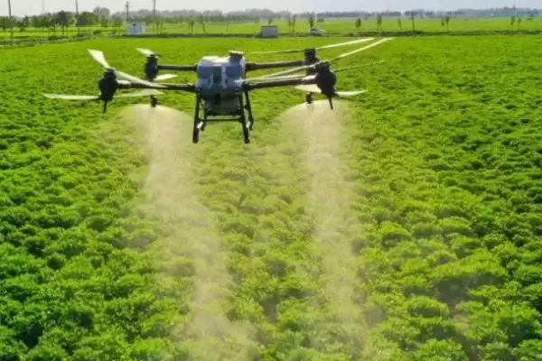 了解芸苔素见效时间的方法和重点？把握芸苔素见效要做好哪些细节？插图3